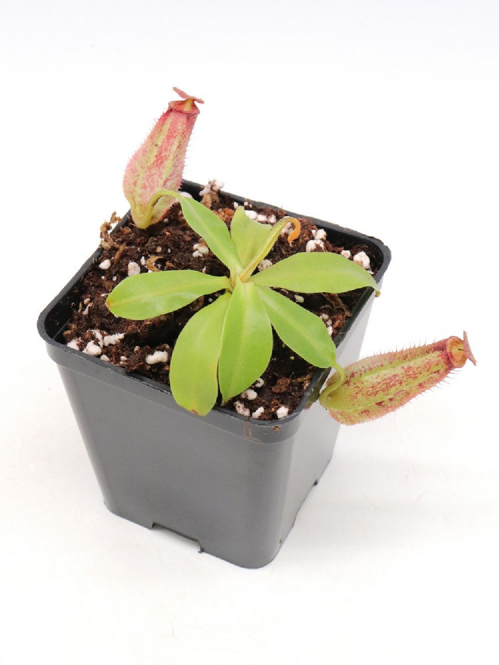 Nepenthes ampullaria x fusca BE-3941
