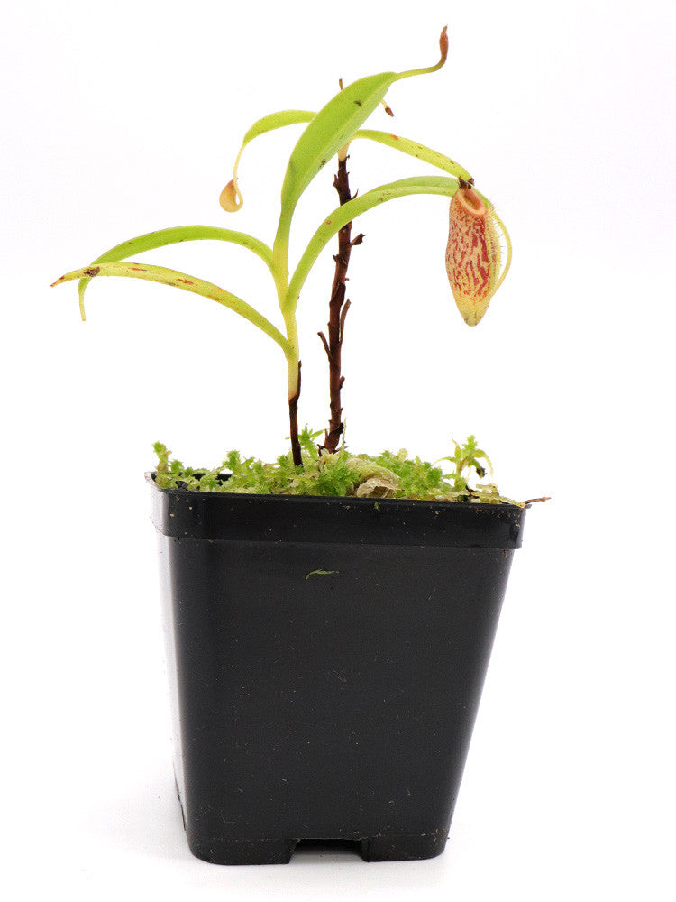 Nepenthes aristolochioides hybrid