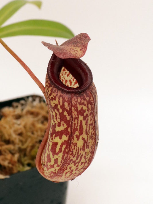 Nepenthes aristolochioides x ventricosa BE-3447