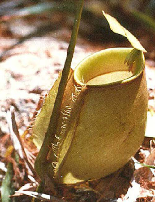 Nepenthes bicalcarata x ampullaria BE-3033