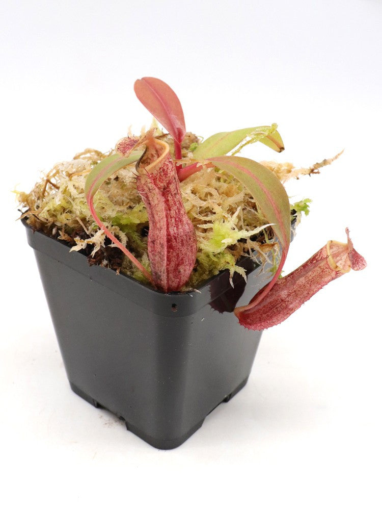 Nepenthes boschiana   Meratus Mountains, South Kalimantan