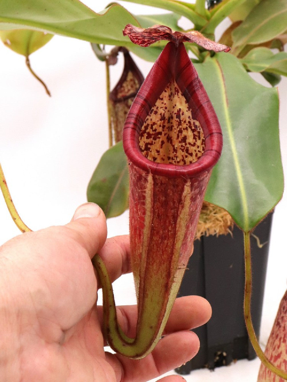 Nepenthes burbidgeae x glandulifera XL size
