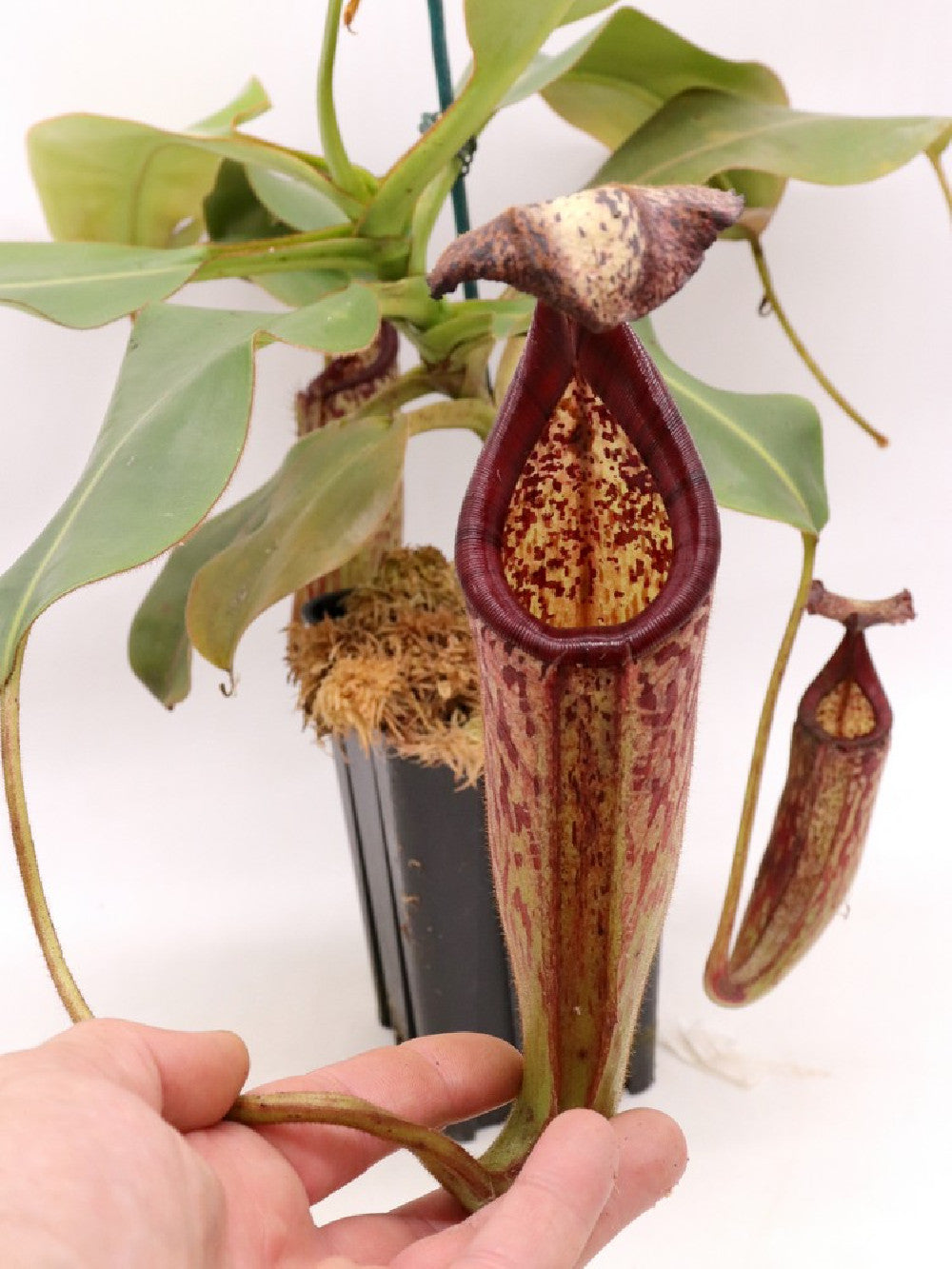 Nepenthes burbidgeae x glandulifera XL size