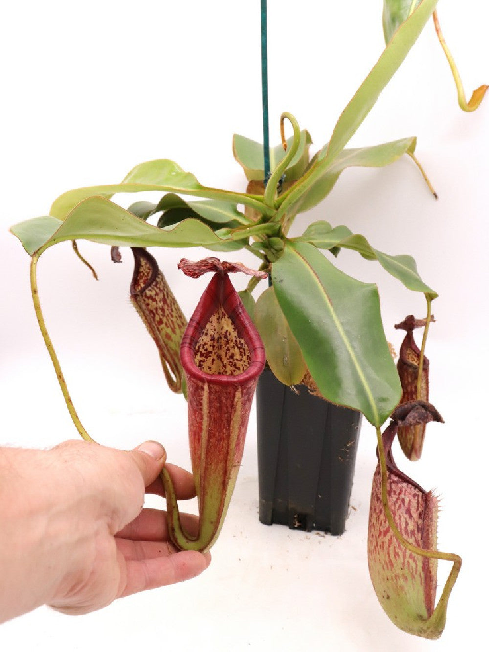 Nepenthes burbidgeae x glandulifera XL size