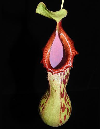 Nepenthes burkei BE-3254