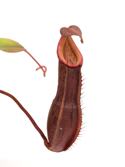 Nepenthes burkei x pitopangii
