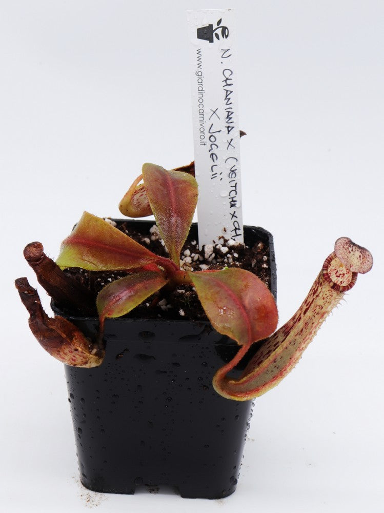 Nepenthes chaniana x (chaniana x veitchii) x vogelii