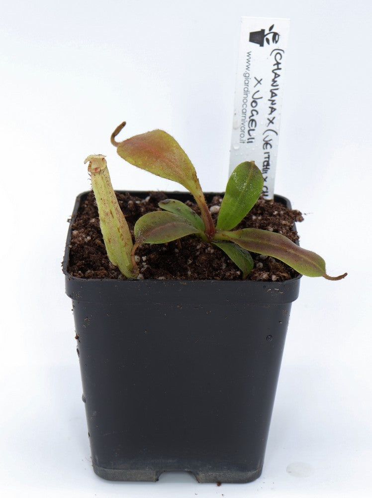 Nepenthes chaniana x (chaniana x veitchii) x vogelii