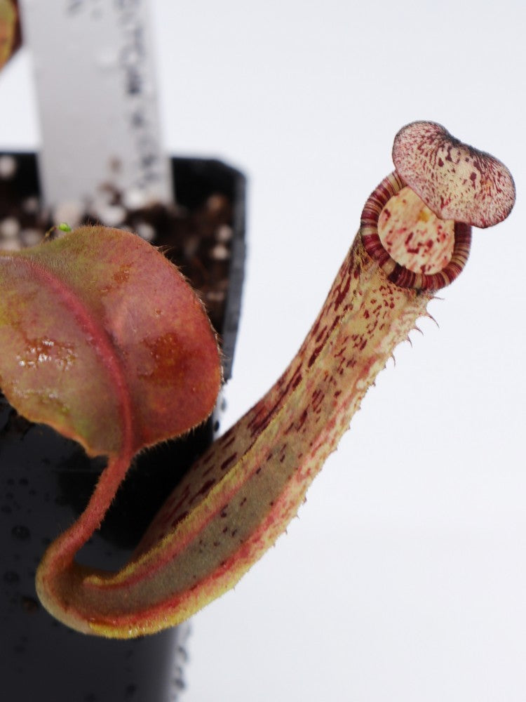 Nepenthes chaniana x (chaniana x veitchii) x vogelii