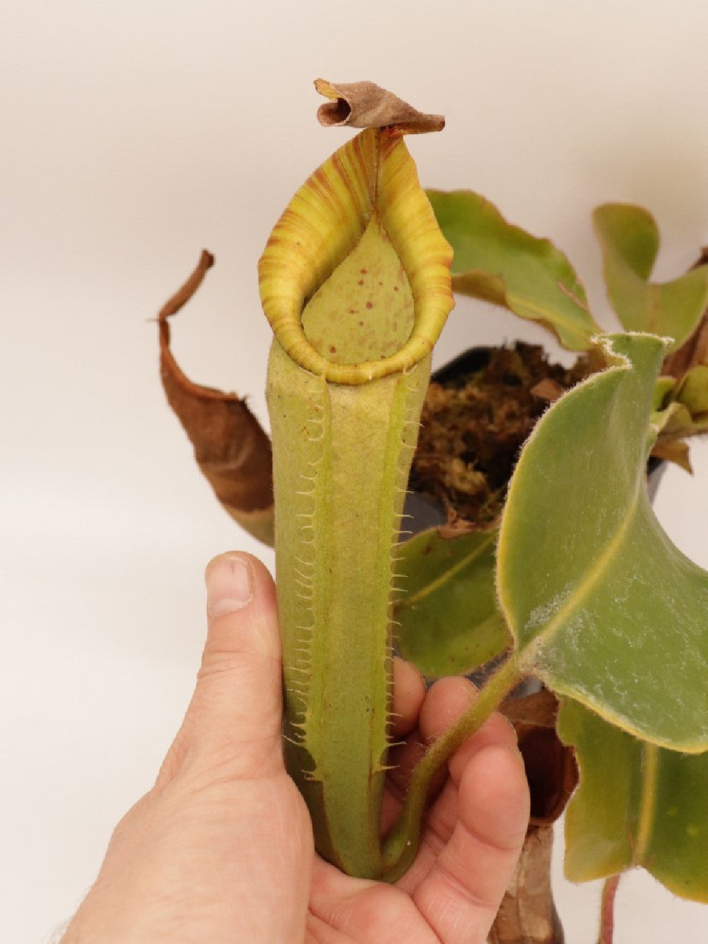 Nepenthes chaniana x veitchii XL size