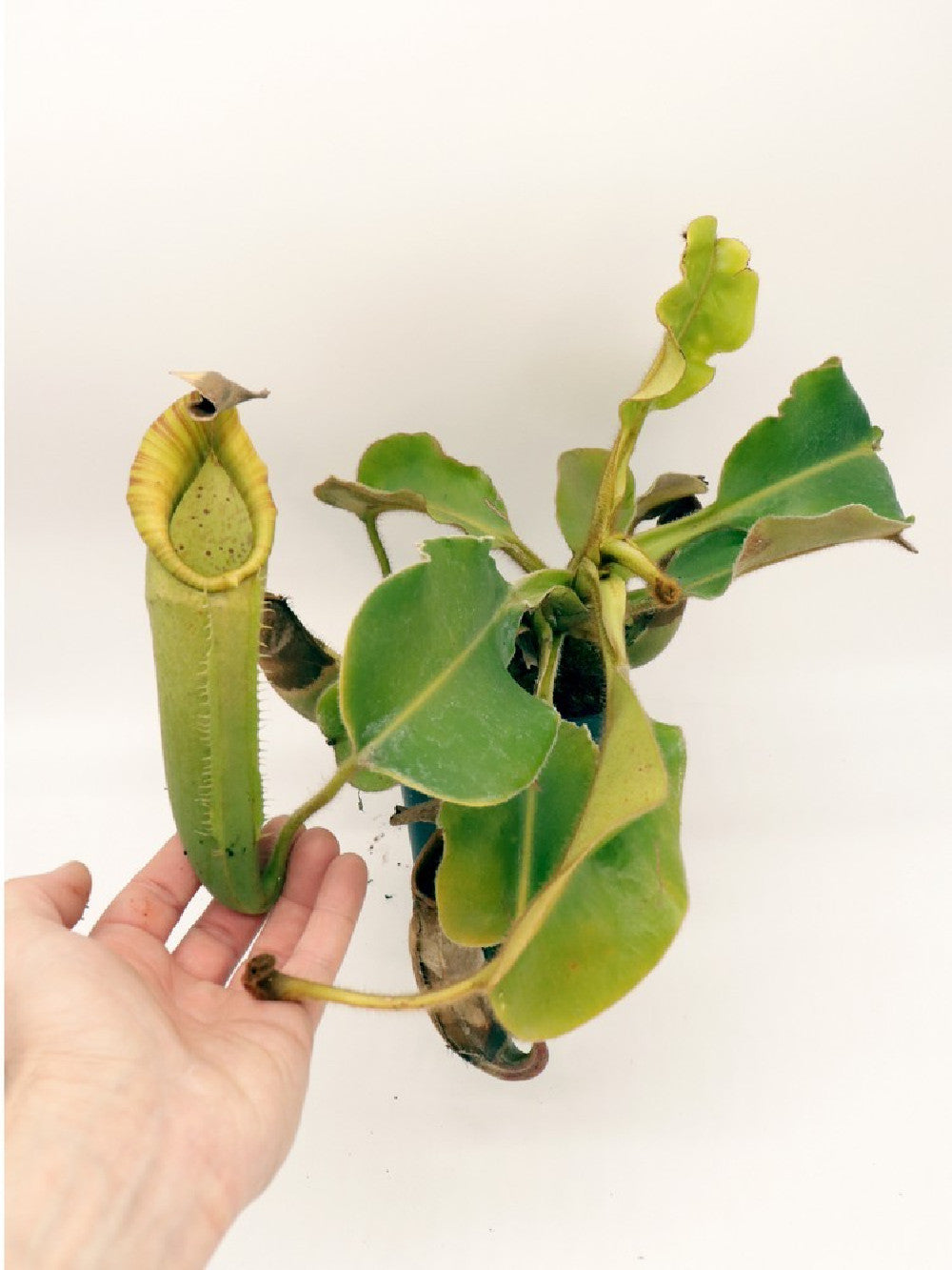 Nepenthes chaniana x veitchii XL size