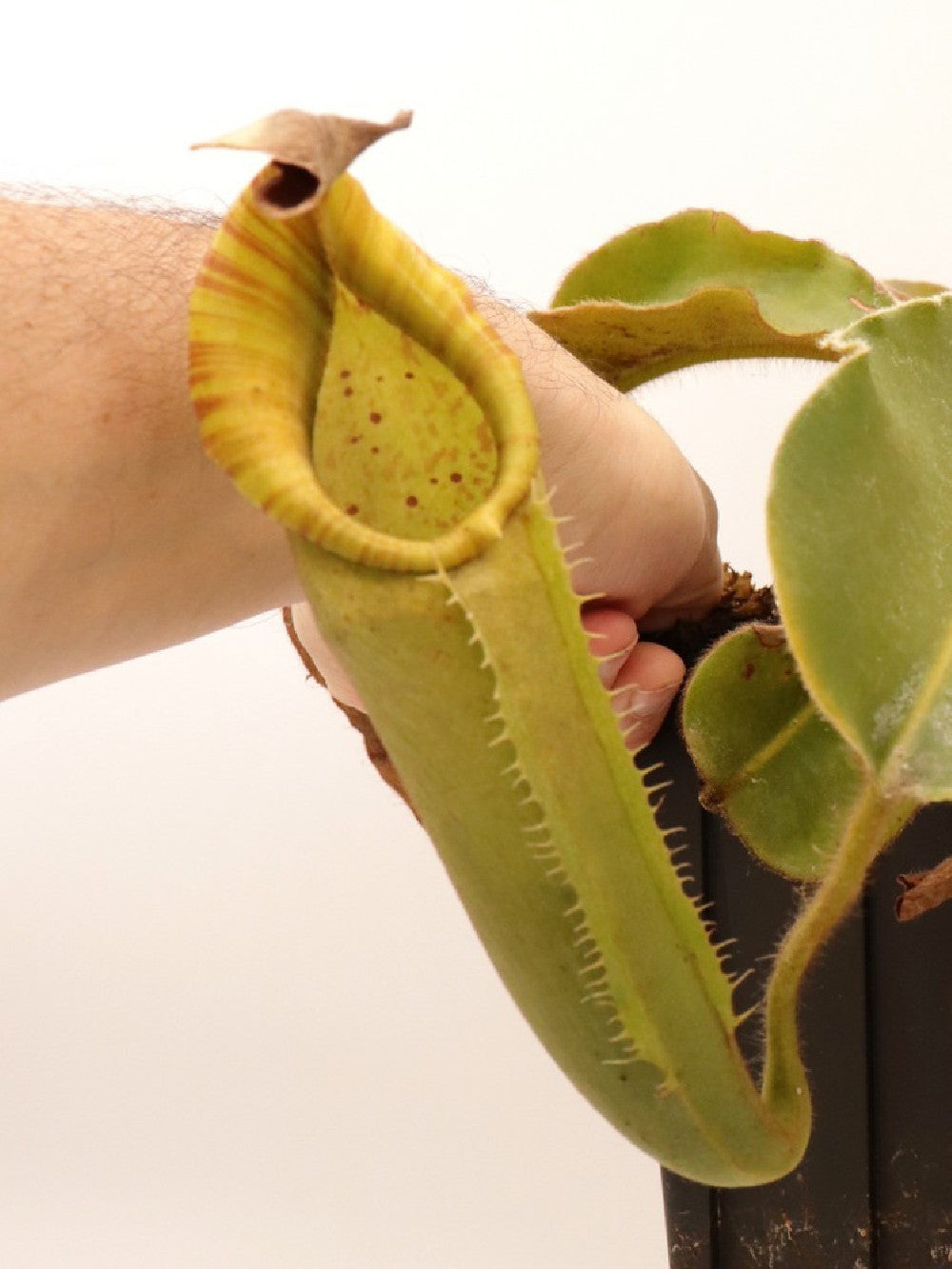 Nepenthes chaniana x veitchii XL size