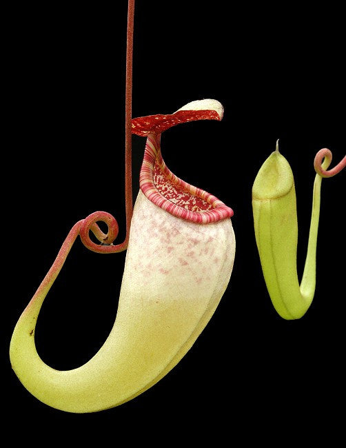 Nepenthes copelandii  Mount Apo  BE-3046