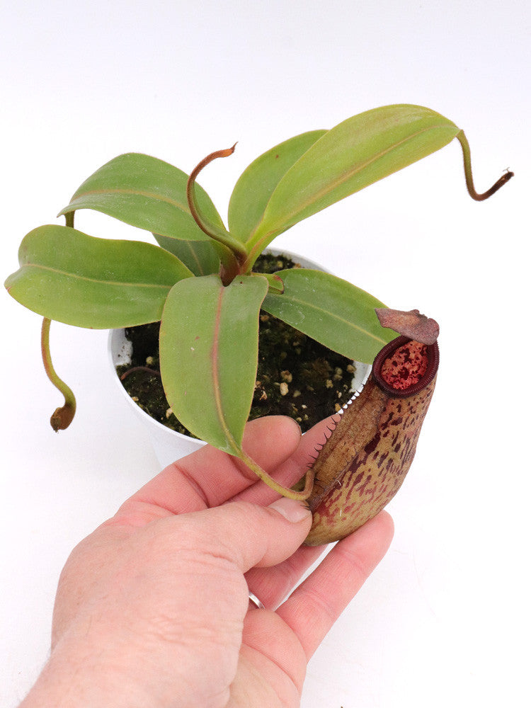 Nepenthes copelandii x gantungensis