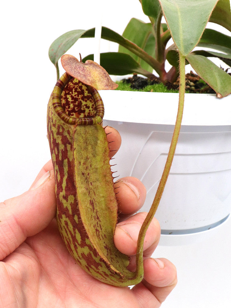 Nepenthes copelandii x peltata