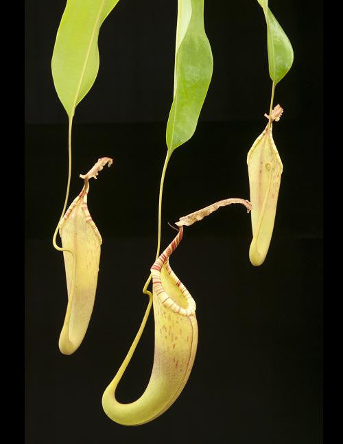 Nepenthes dactylifera (ex fusca Sarawak form) BE-3070