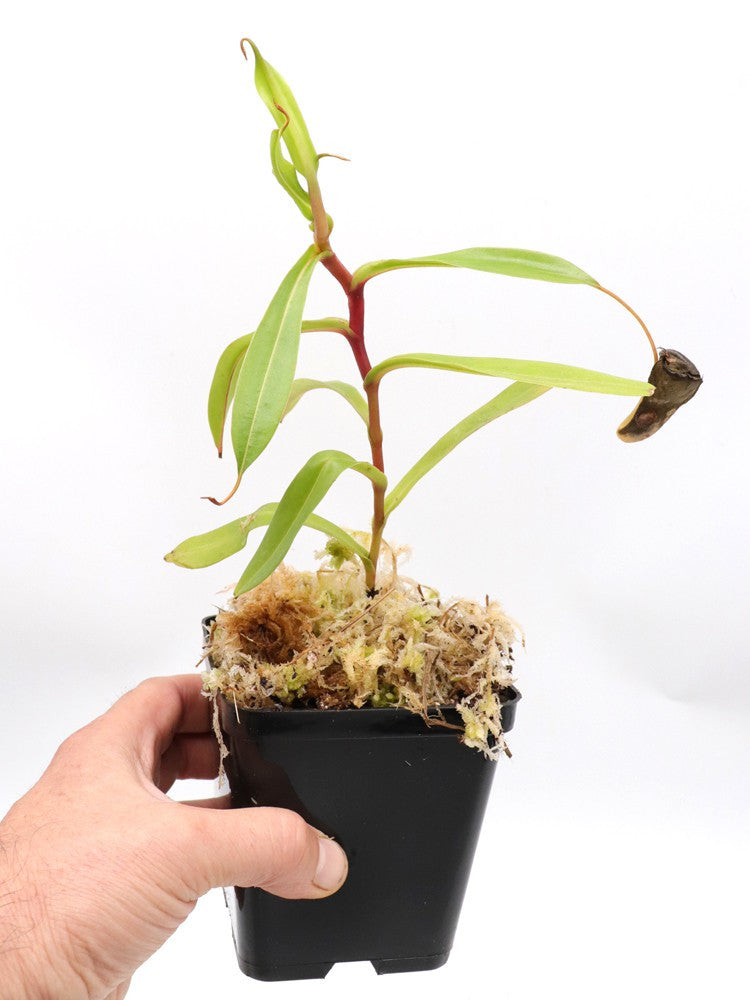 Nepenthes dubia