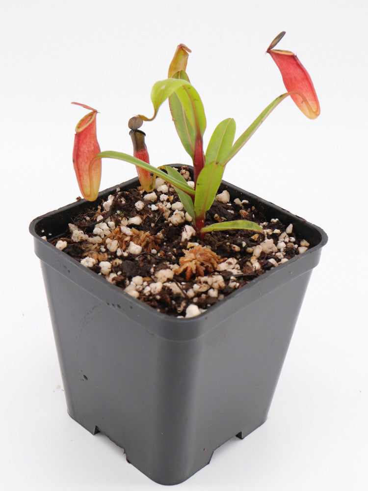 Nepenthes dubia Malea, Sumatra