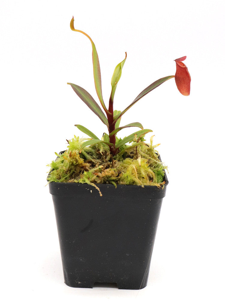 Nepenthes dubia Malea, Sumatra