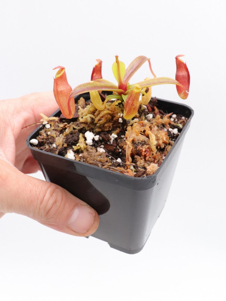 Nepenthes dubia Malea, Sumatra