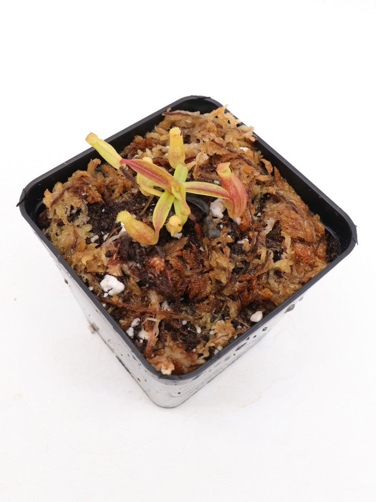 Nepenthes dubia Malea, Sumatra