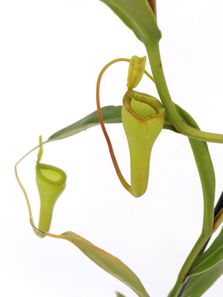 Nepenthes dubia hybrid