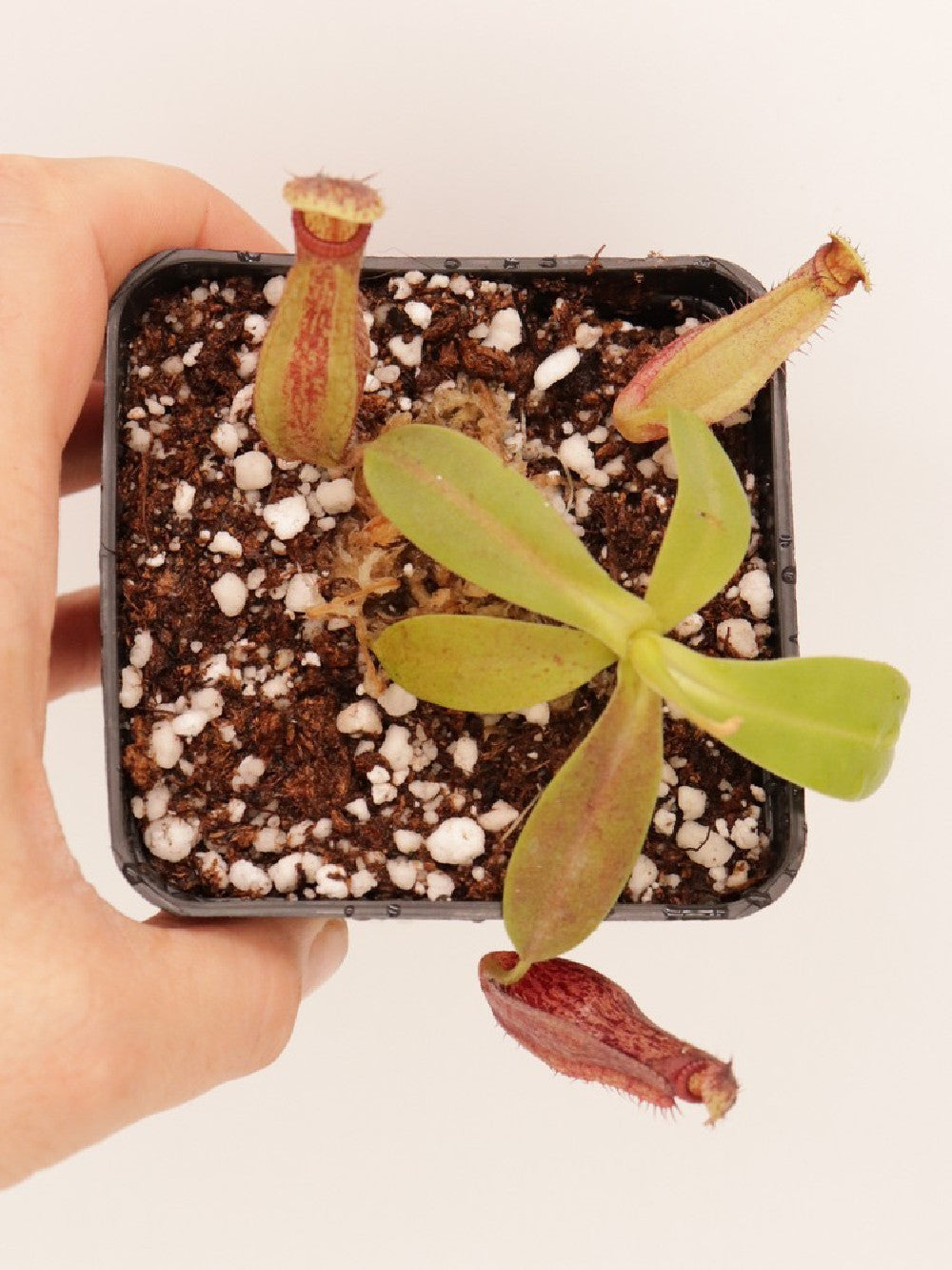 Nepenthes glandulifera x hamata BE-3953