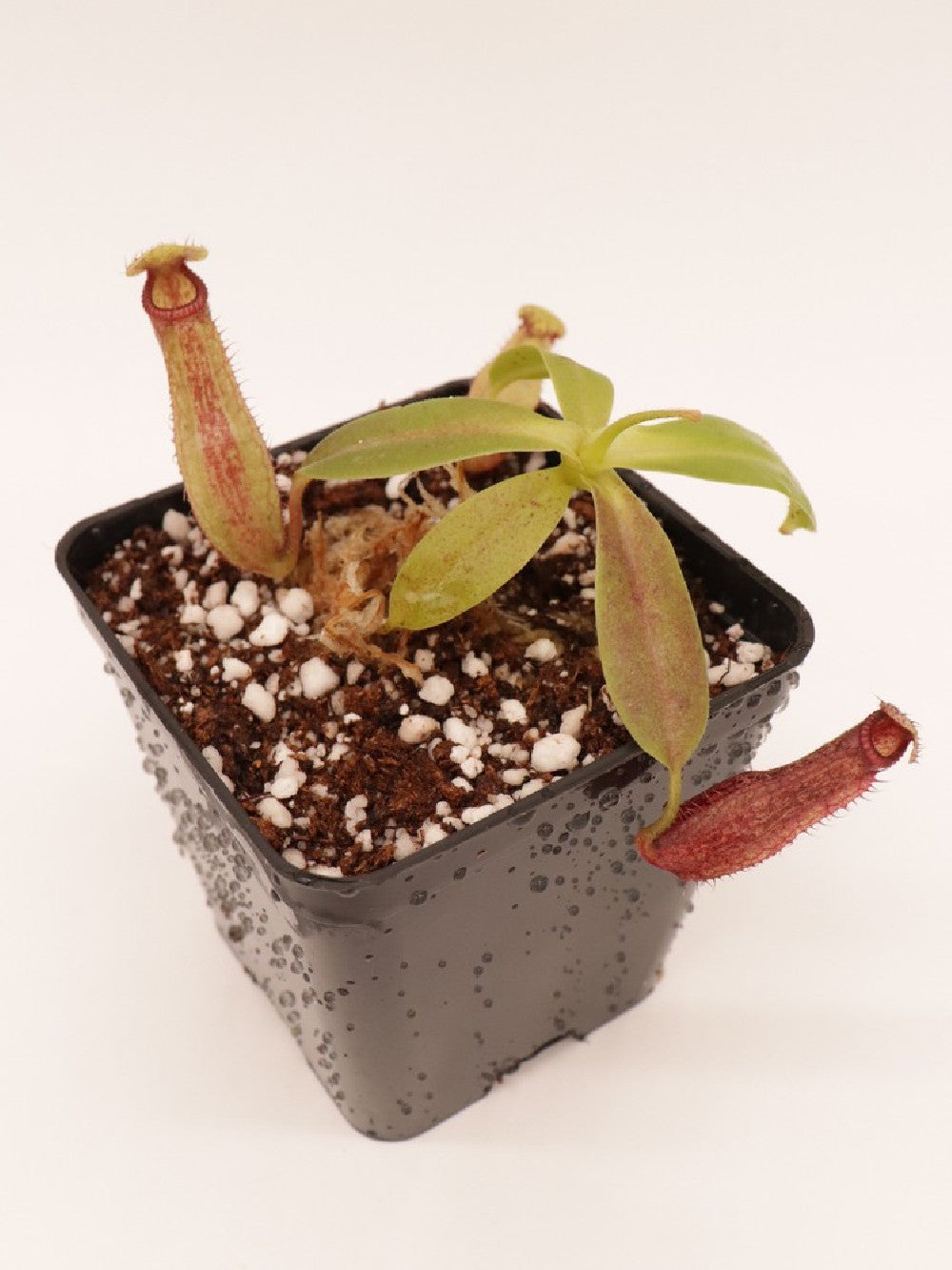 Nepenthes glandulifera x hamata BE-3953