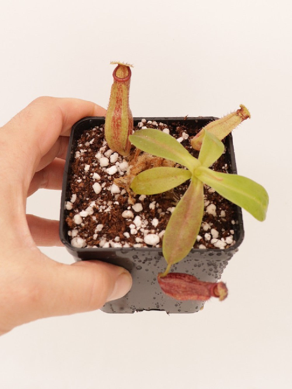 Nepenthes glandulifera x hamata BE-3953