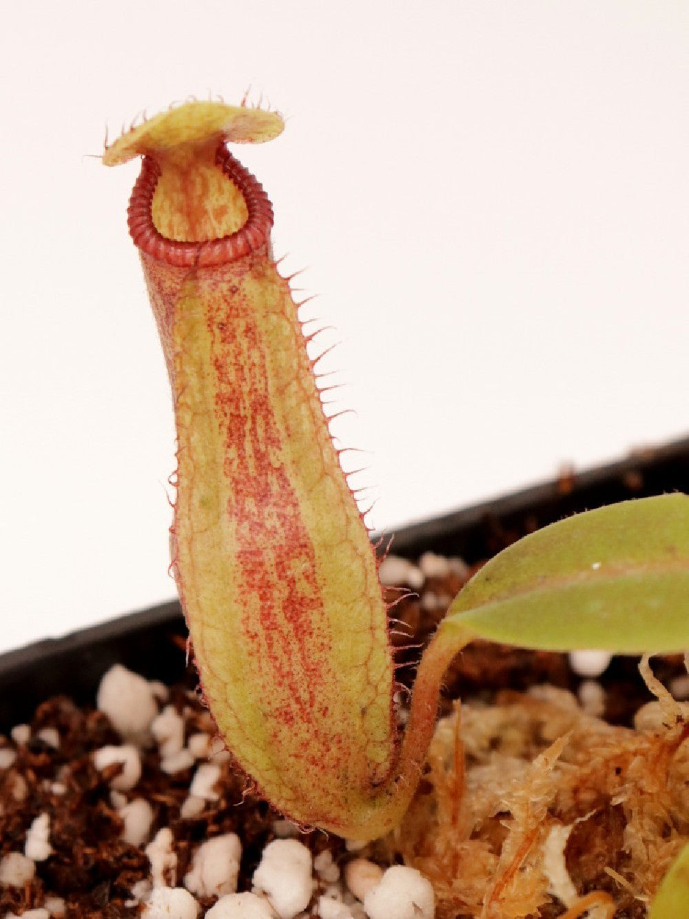 Nepenthes glandulifera x hamata BE-3953
