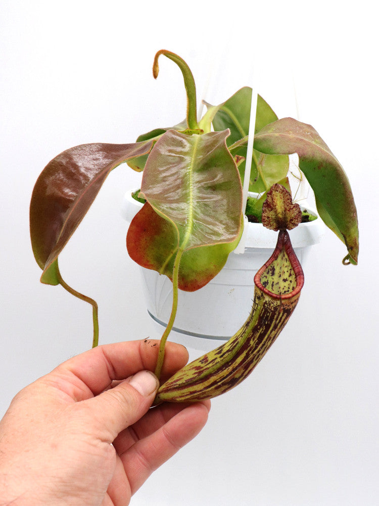Nepenthes glandulifera x mira