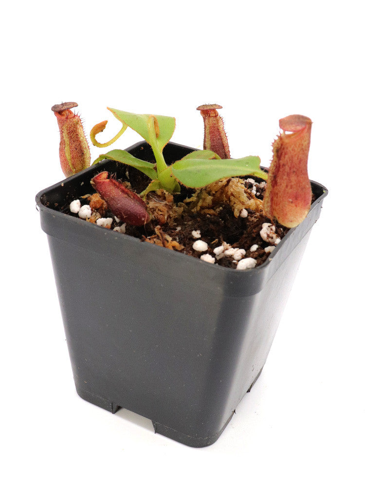 Nepenthes glandulifera x trusmadiensis