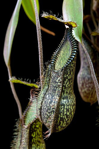 Nepenthes hamata "Dark form" Gunung Tambusisi, Morowali