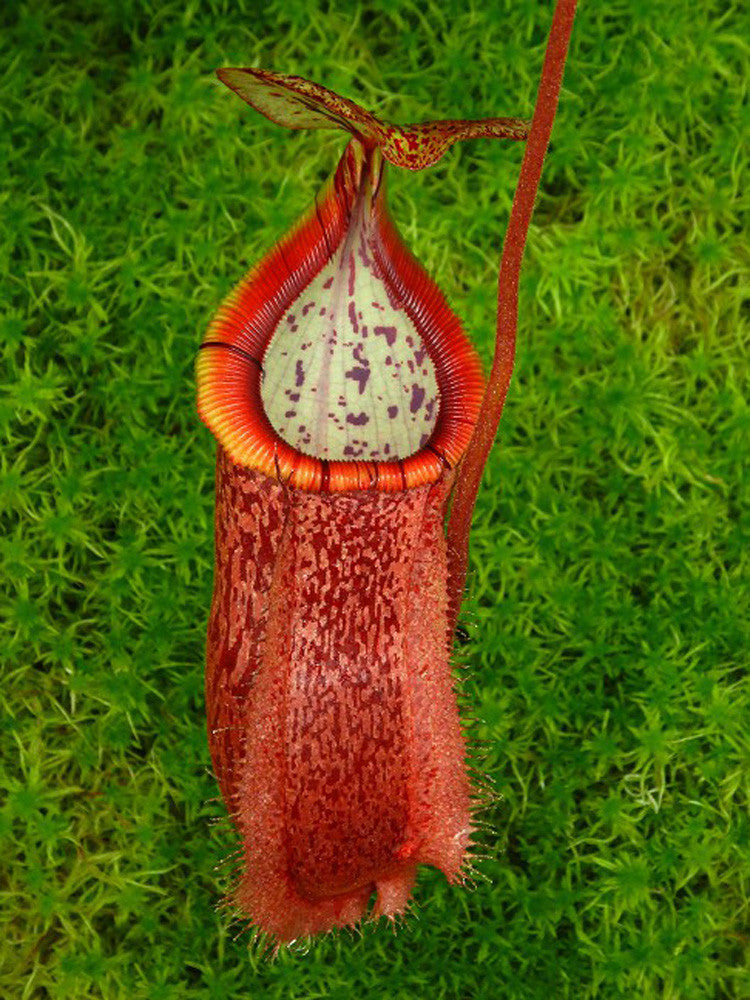 Nepenthes hamata "Tambusisi" x burbidgeae BE-4567