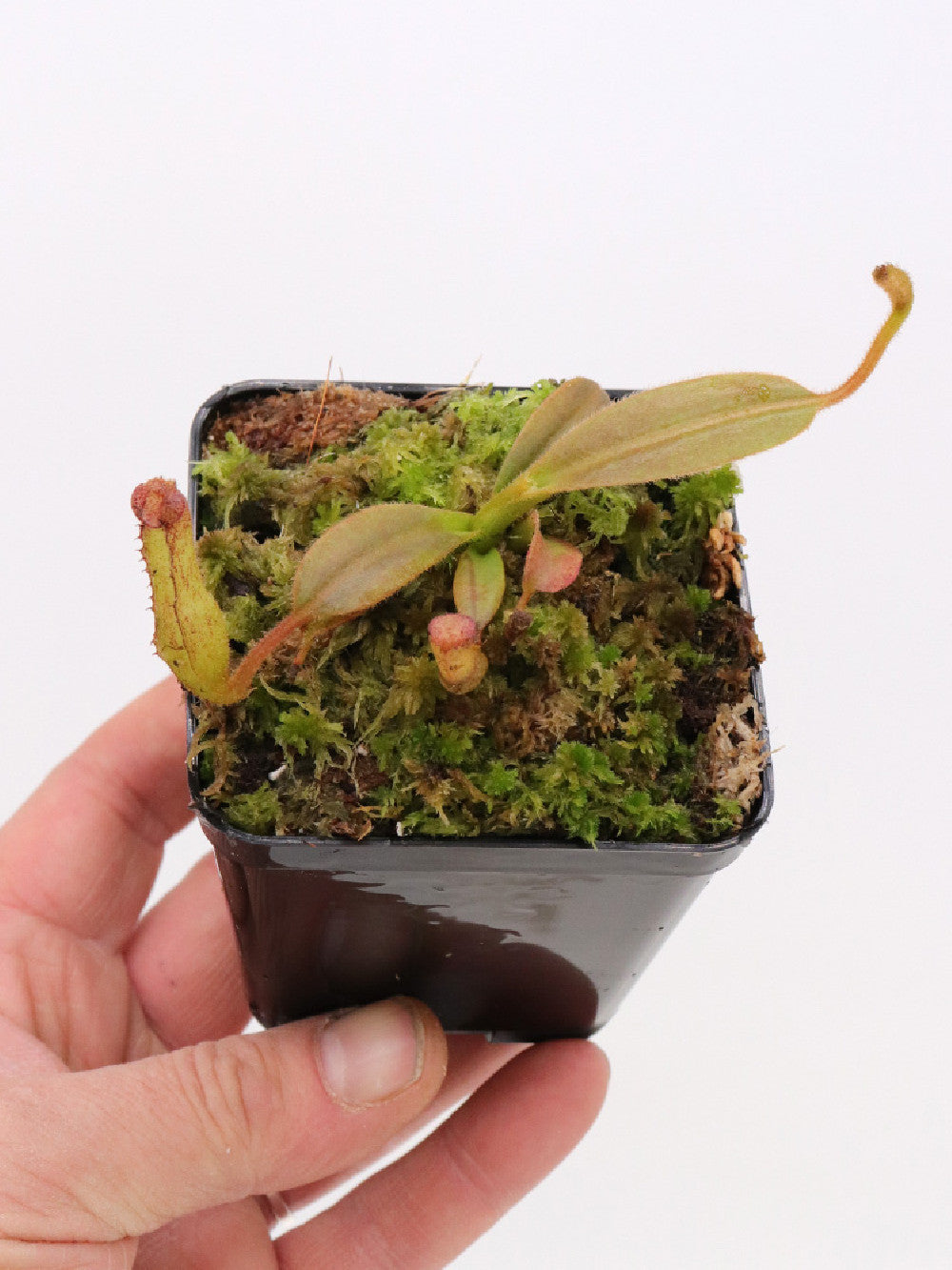 Nepenthes klossii Wissel Lakes, Irian Jaya