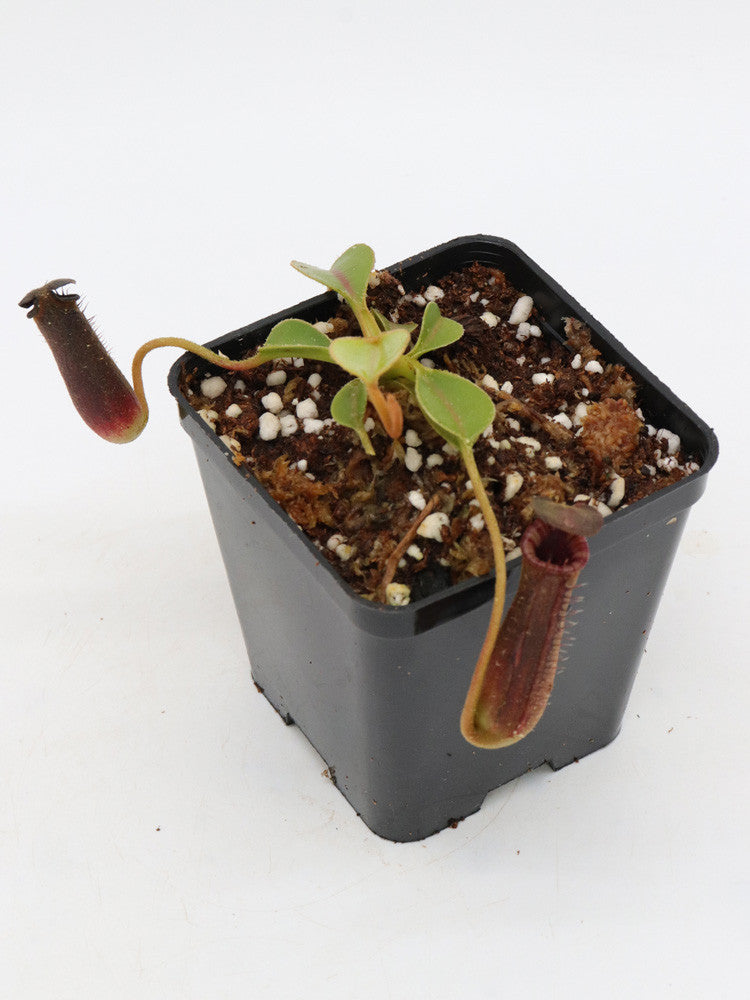 Nepenthes lowii Trusmadi x Mulu
