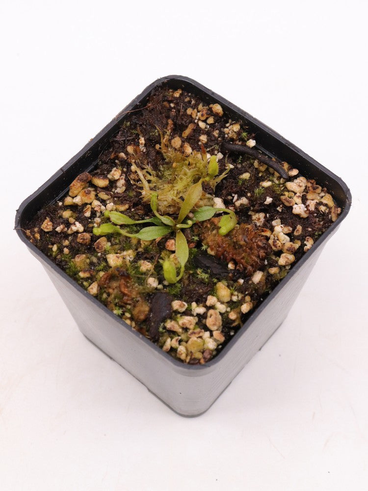 Nepenthes lowii    Gunung Trusmadi