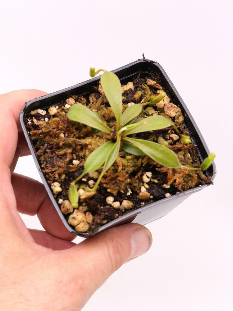 Nepenthes lowii    Gunung Trusmadi