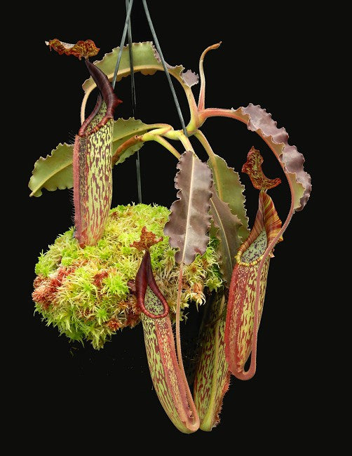 Nepenthes maxima"Wavy leaves" Sulawesi BE-3786