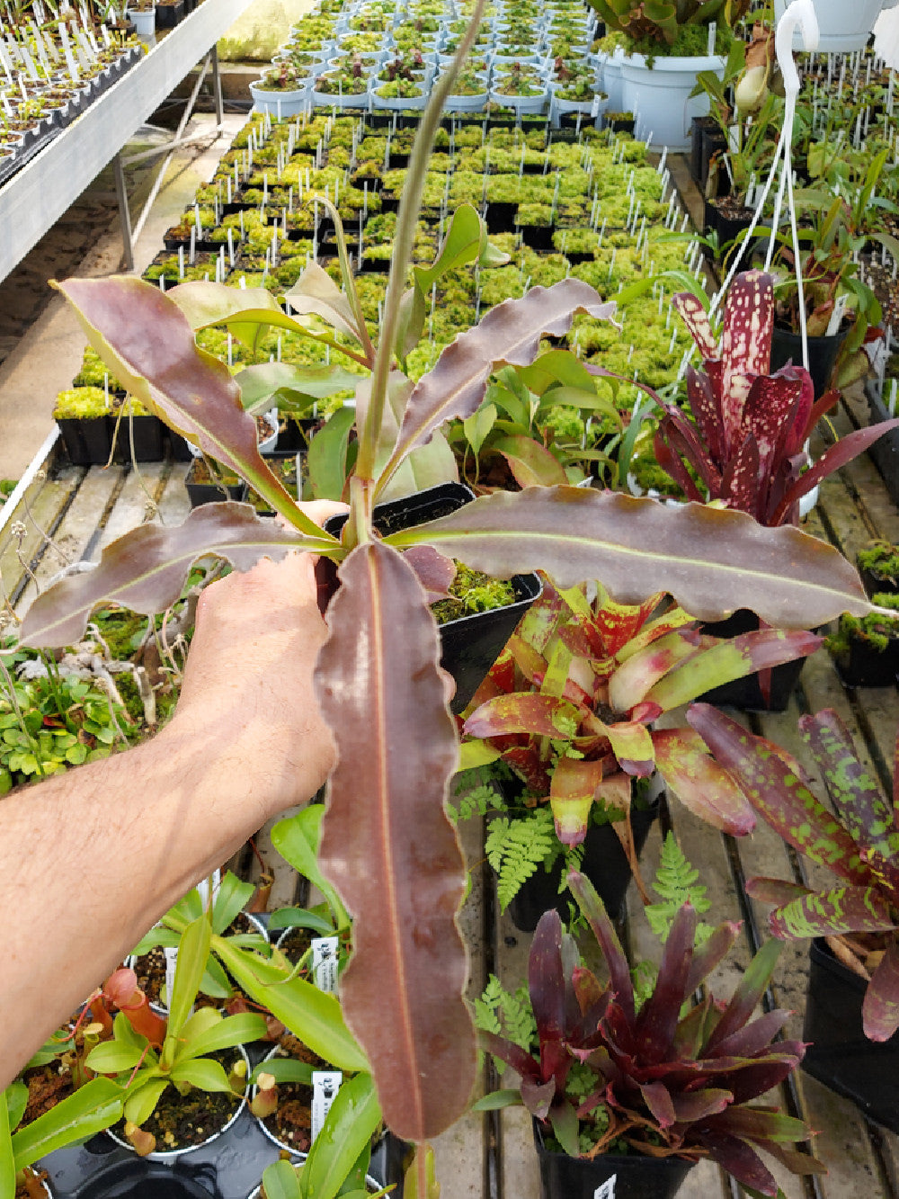 Nepenthes maxima "Wavy leaf" 30-40 cm