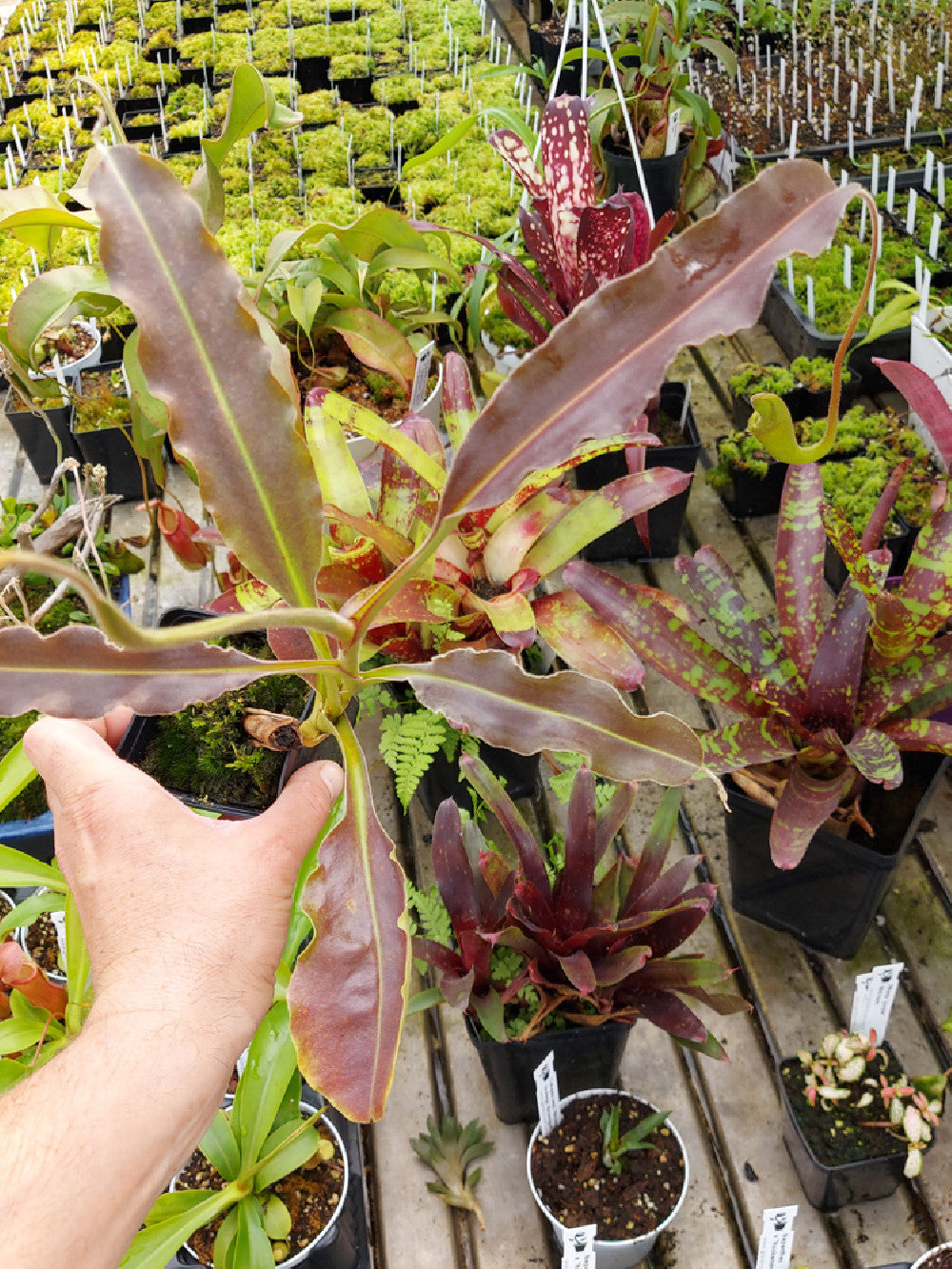 Nepenthes maxima "Wavy leaf" 30-40 cm