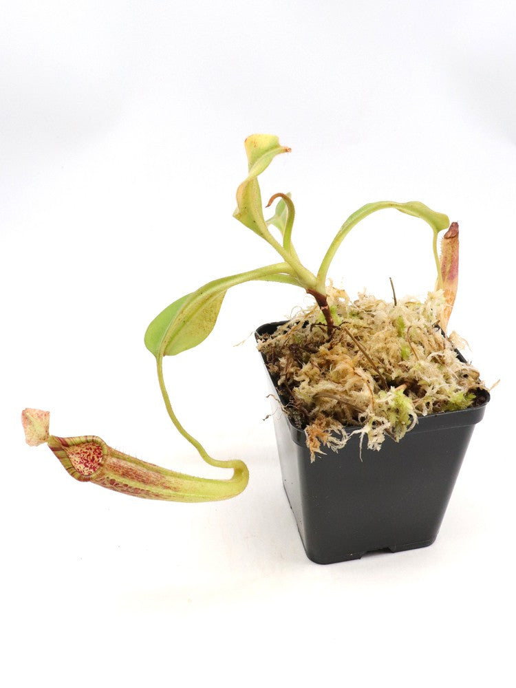 Nepenthes maxima Tentena