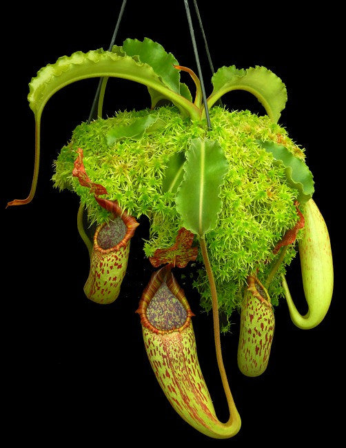 Nepenthes maxima "wavy leaf" BE-3735