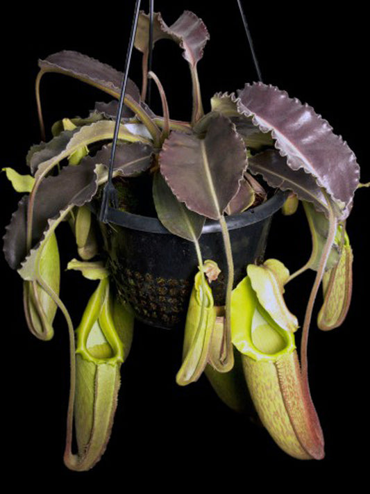 Nepenthes maxima "wavy leaf" Selected clone  BE-3907