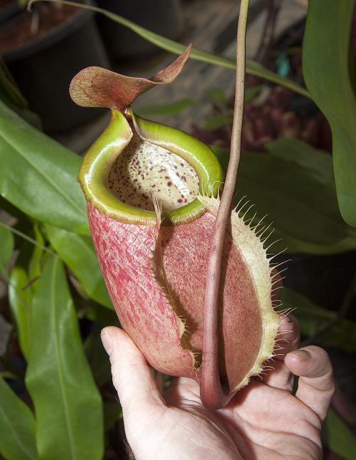 Nepenthes merilliana BE-3727