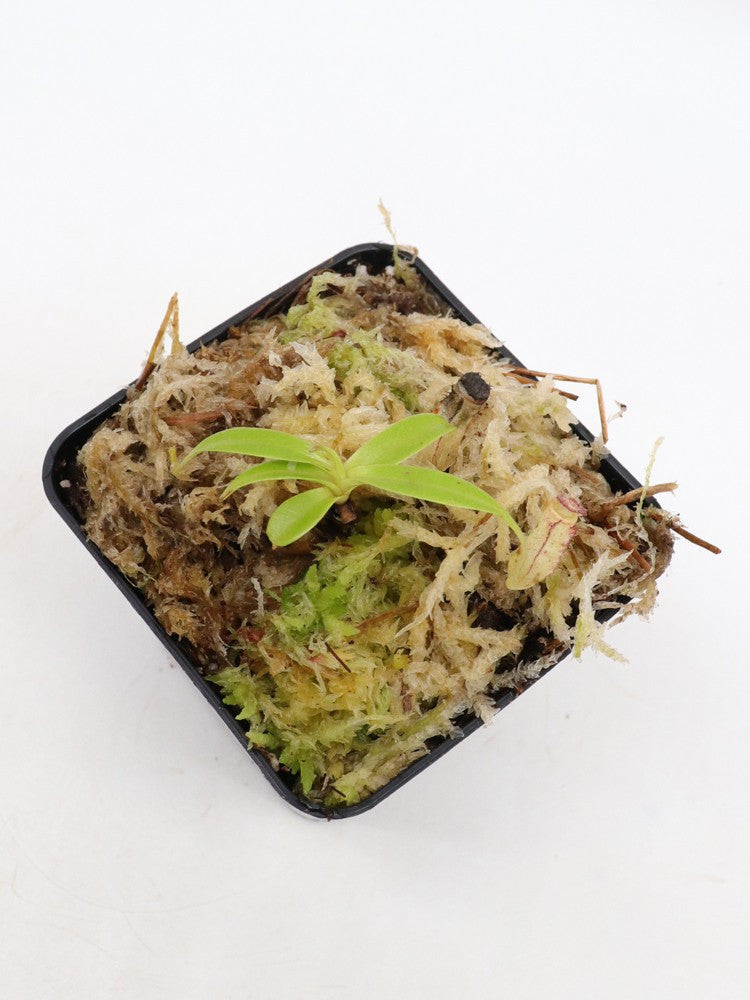 Nepenthes micramphora Mount Hamiguitan, Mindanao, Philippines