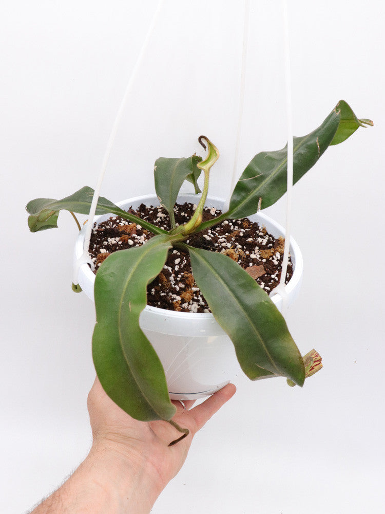 Nepenthes minima x mollis