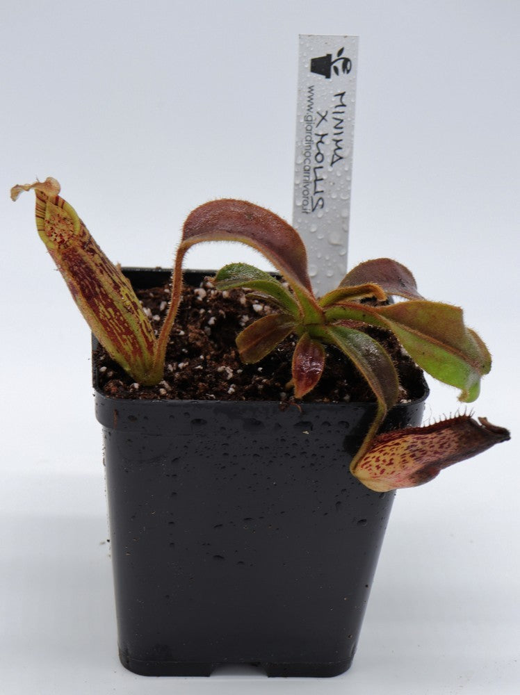 Nepenthes minima x mollis