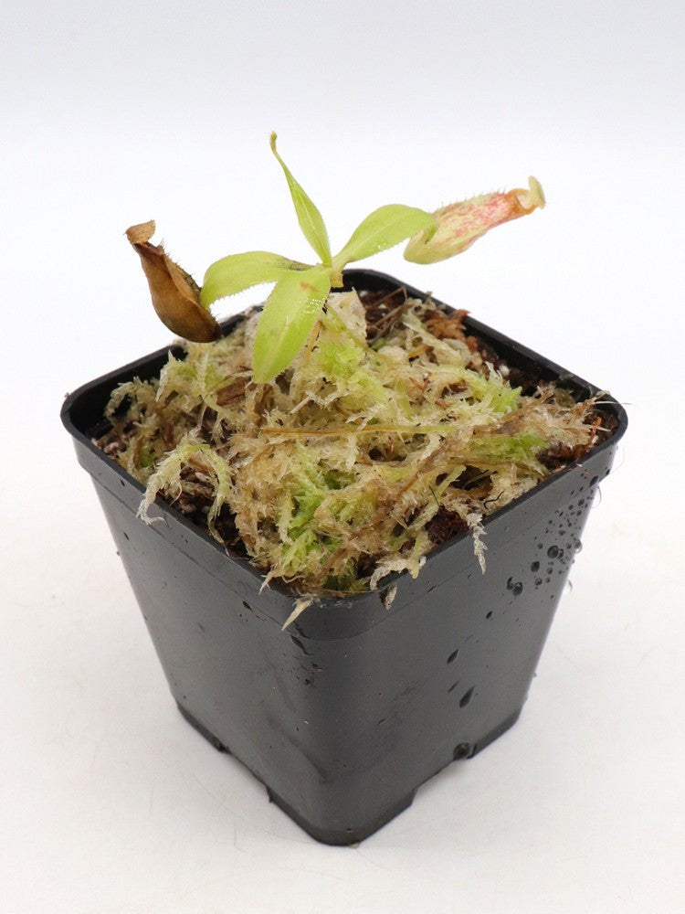 Nepenthes mirabilis "Red"