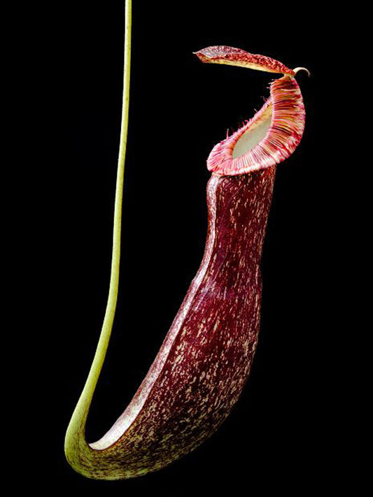 Nepenthes mirabilis var. echinostoma  BE-3372